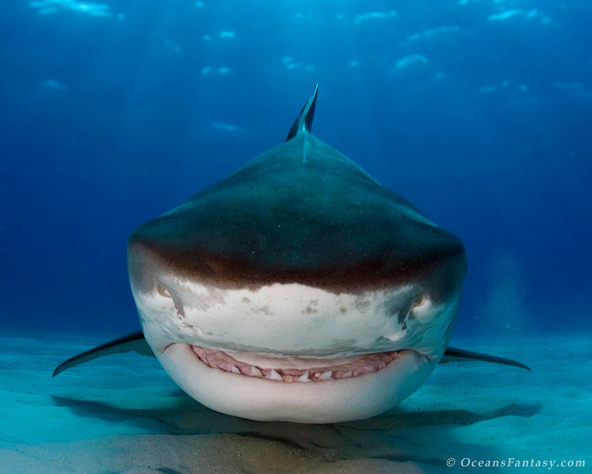 See Underwater Fantasy Sharks!!